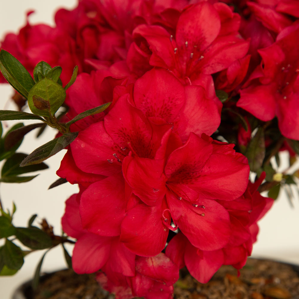 azalea red bonfire reblooming azalea for sale online 