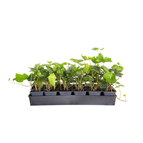18-pack of 3" pots of English Ivy vine for sale with green foliage