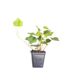 English Ivy 3in. liner pod in black container