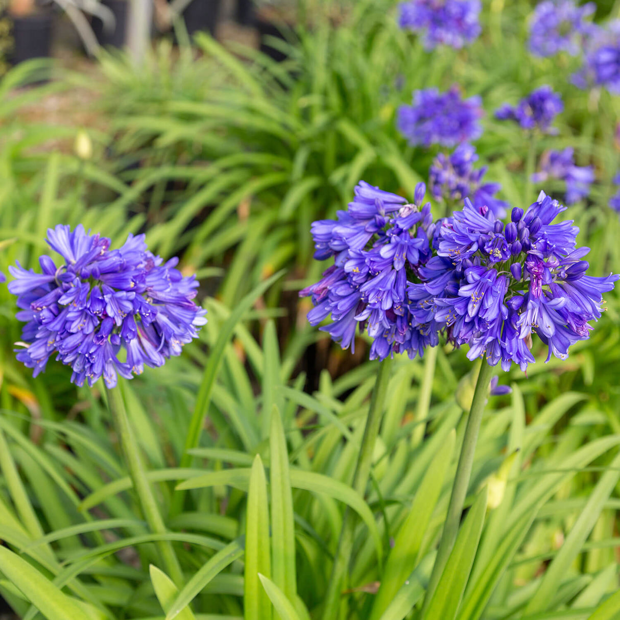 Ever Midnight Agapanthus with blue flowers and green strappy foliage