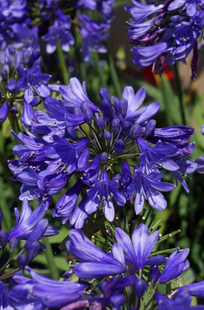 Ever Sapphire™ Agapanthus