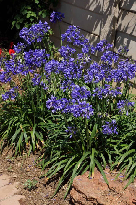 ever sapphire agapanthus landscape