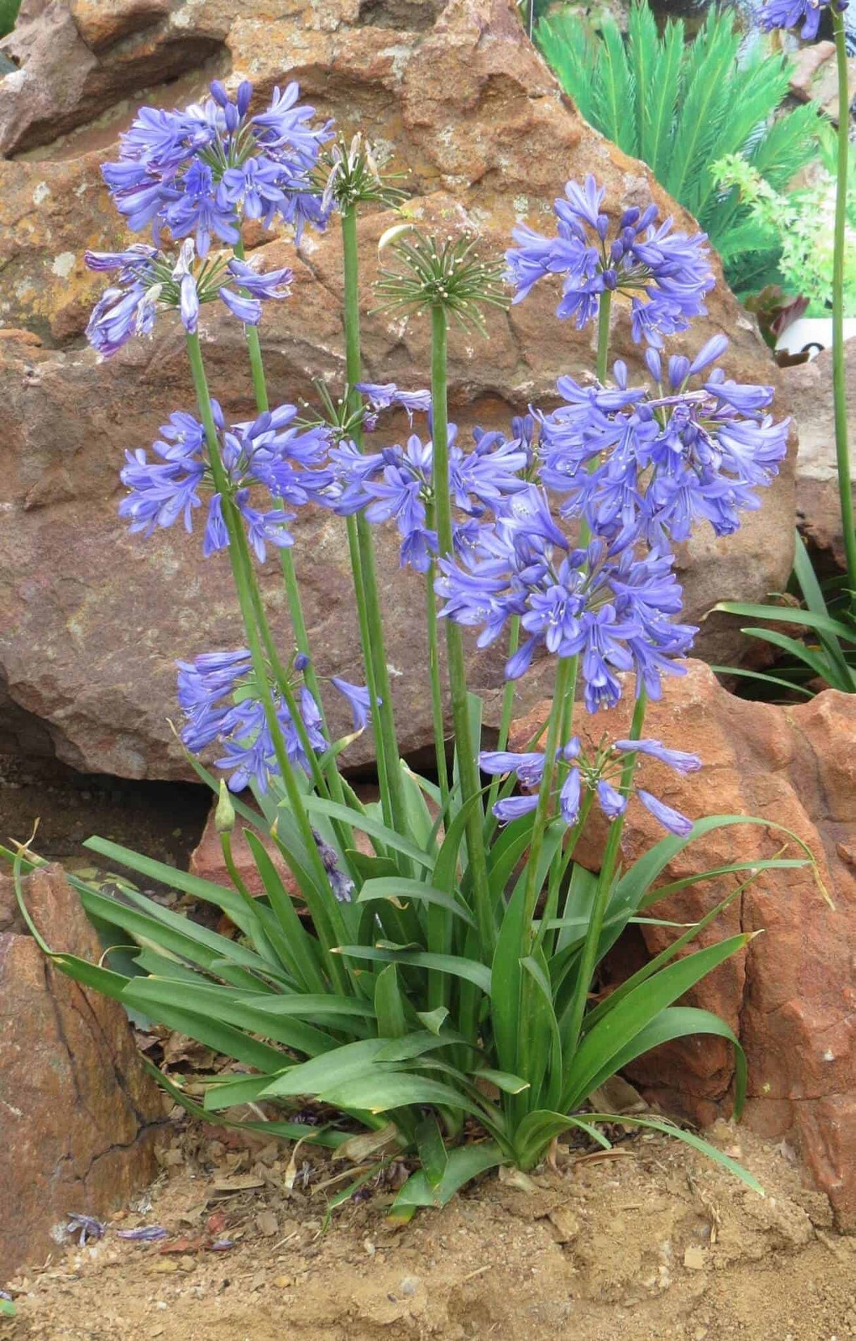 ever sapphire agapanthus