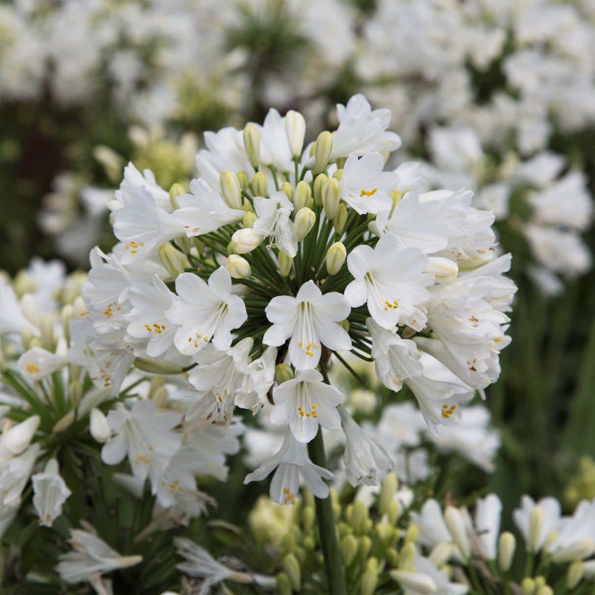 Ever White Agapanthus bloom