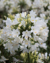 ever white agapanthus bloom
