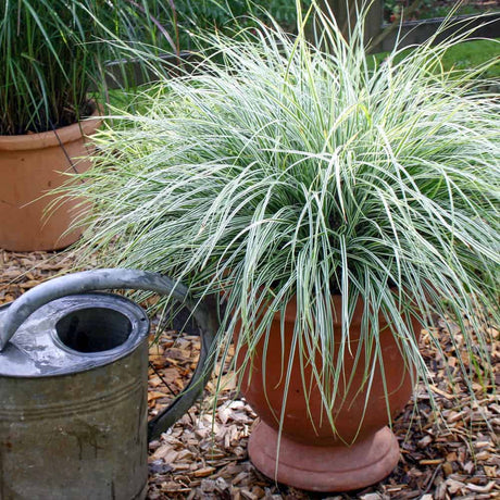 Everest carex variegated foliage in container. FRom the Evercolor Carex Series