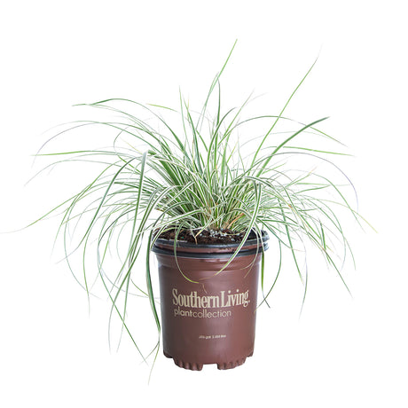 2.5 Quart Everest Carex for sale, sedge grass with variegated green and beige foliage in a southern living plants pot on a white background