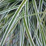 Variegated Green and White foliage on Everest Carex Sedge Grass