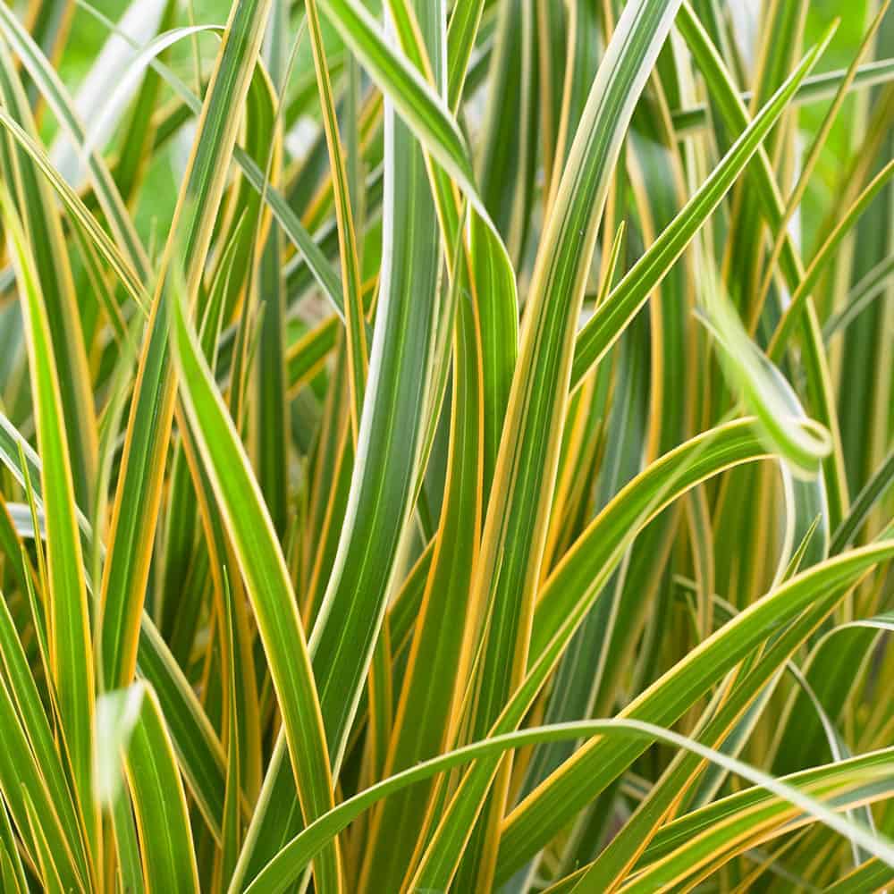 Everglow Sedge Grass foliage with variegated green and chartreuse color