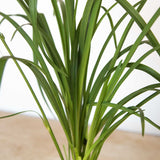 closeup of green leaves on evergreen stella daylily plant