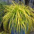 Everillo Carex Sedge Grass in a blue decorative container