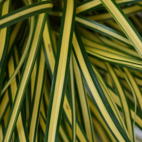 Closeup of yellow and green strappy foliage