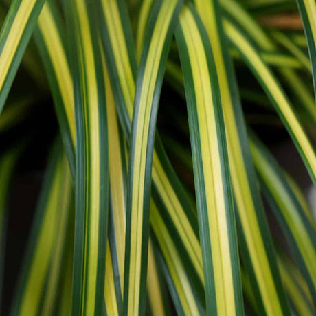 Eversheen variegated yellow and green foliage