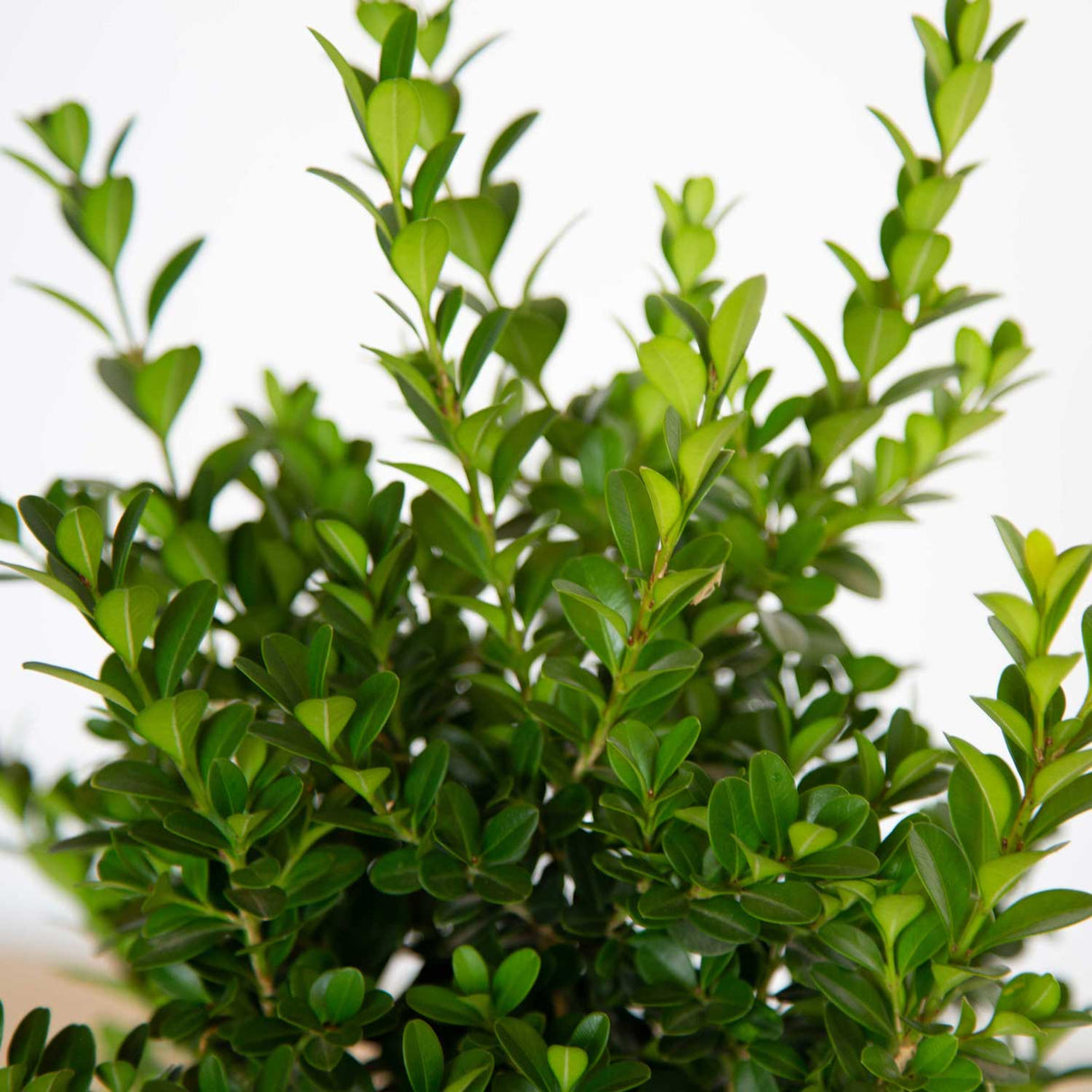 southern living plant collection evergreen baby gem boxwood shrub for sale online with closeup of bright green foliage 