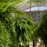 3 Boston ferns with long green fronds in our greenhouse in hanging baskets