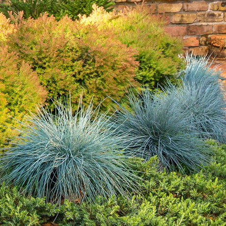 Festuca in the landscape