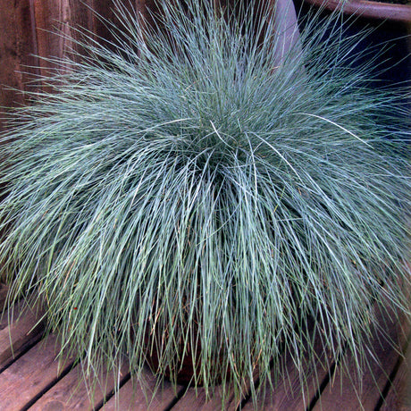 Long arching, blue-green grass in a container