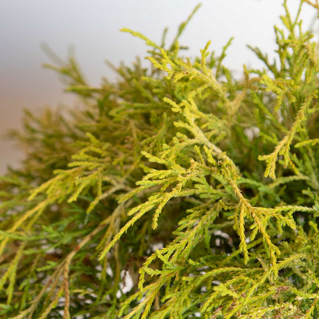 Close up, green-yellow foliage of the Gold Mop