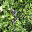 bless your heart blueberry fruit and green foliage. Bless your heart blueberries are for sale