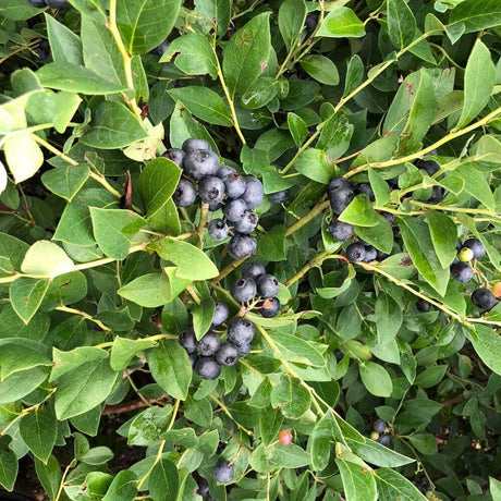 blueberry fruit and green foliage