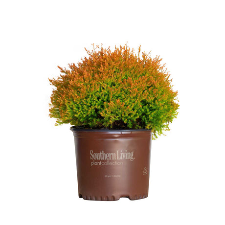 3 Gallon Fire Chief Arborvitae for sale with bright orange and green foliage in brown southern living plants pot on a white background