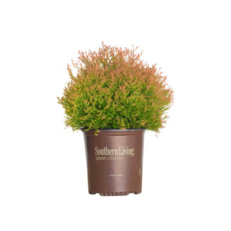 2 Gallon Fire Chief Thuja for sale with orange and green foliage in a brown southern living plants pot on a white background