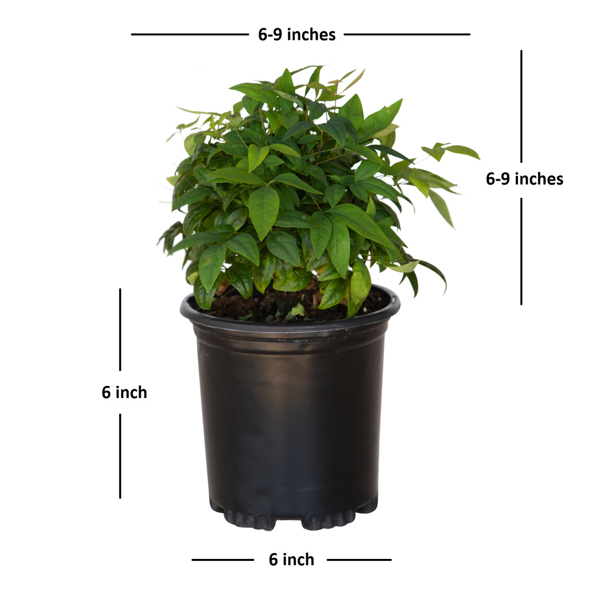 firepower nandina live potted plant for sale online 