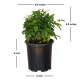 firepower nandina live potted plant for sale online 