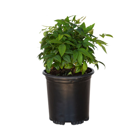 2.5 Quart firepower nandina shrubs for sale with green leaves in a black nursery container on a white background