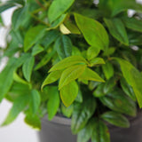 heavenly bamboo nandina live plant for sale online