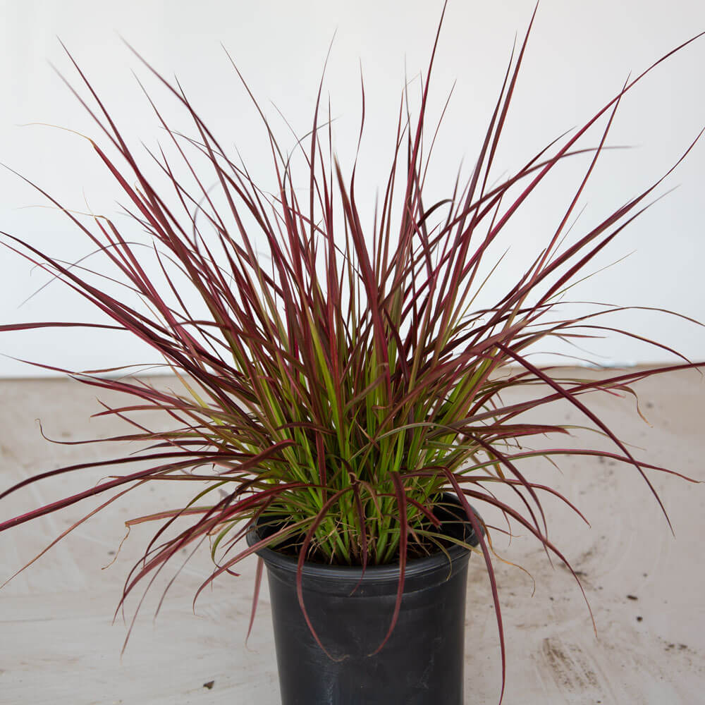 Fireworks pennisetum grass in a black nursery container