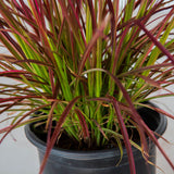 fountain grass purple fireworks ornamental groundcover