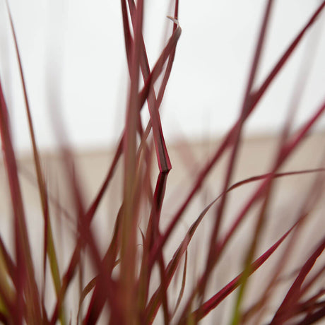 purple fountain grass blade close up