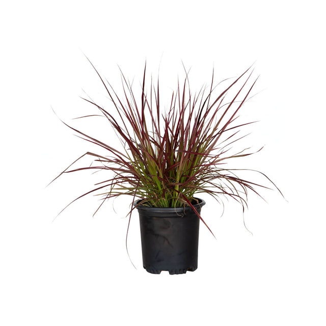 2.5 Quart Fireworks Pennisetum with green and purple foliage in a black nursery pot on a white background