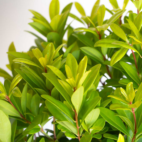 Close up of yellow anise foliage on Florida Sunshine Illicium