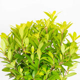 Florida Sunshine illicium parviflorum from Southern Living Plant