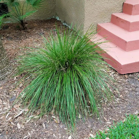 Lomandra Breeze Grass growing in the landscape next to the foundation of a house with pink stairs