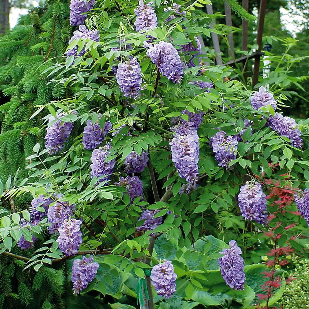 Purple flowers blooming on green vine of Amethyst Falls wisteria vine. This flowering wisteria will climb trellis and fences.