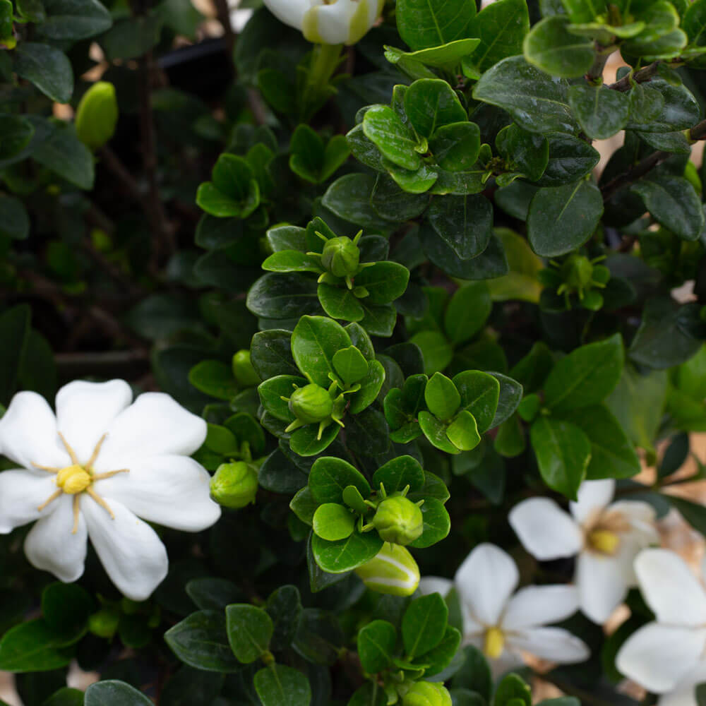 gardenia bush white fragrant flower for sale