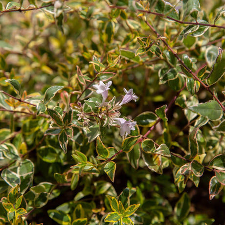 miss lemon abelia white flowers blooming