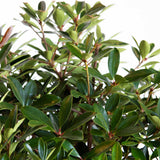 Clevera japonica foliage