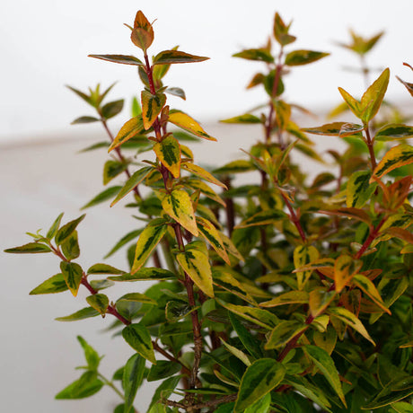 kaleidoscope abelia colorful foliage hardy drought resistant