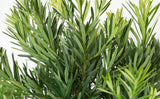 Closeup Pringles Dwarf Podocarpus Yew foliage