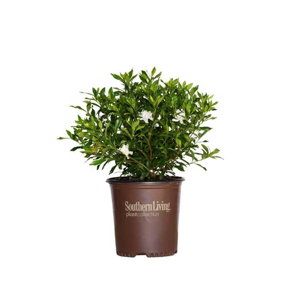 2 Gallon Fool Proof Gardenia with white flowers and green foliage planted in a brown southern living plant collection container