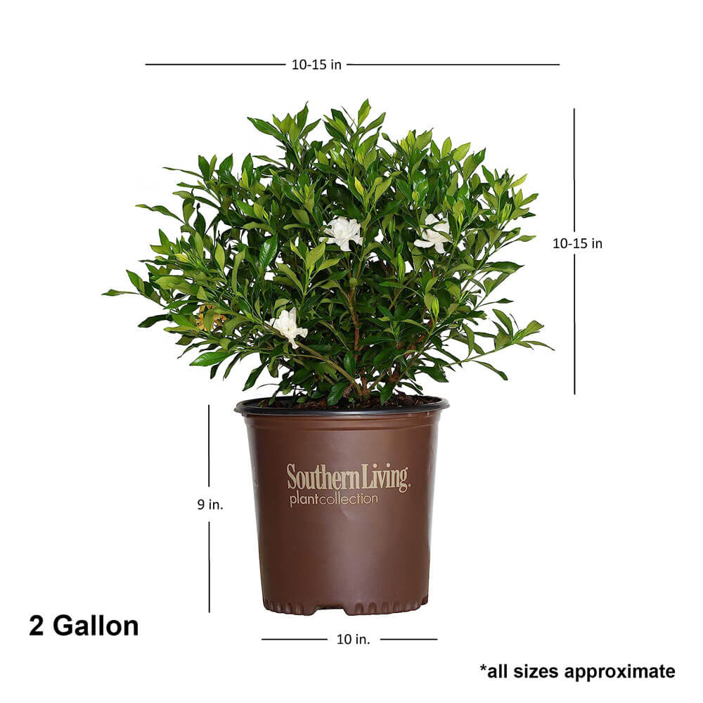 2 Gallon Fool Proof Gardenia with white flowers shipped plant dimensions. Ships at approx 10-15 inches tall by 10-15 inches wide.