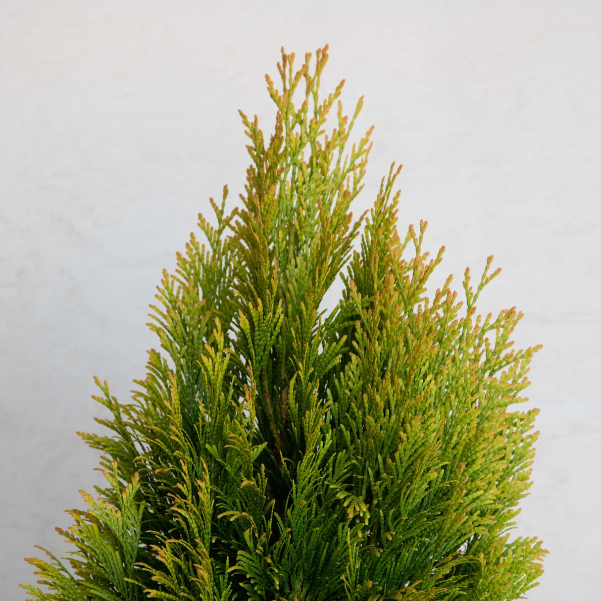 forever goldy arborvitae green, orange and yellow foliage