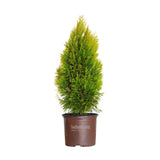 gold arborvitae southern living plant collection brown pot