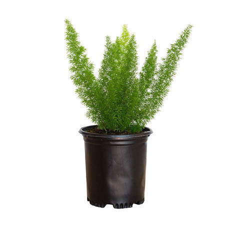 2.5 Quart Foxtail Fern for sale with foliage spikes in a black nursery pot on a white background