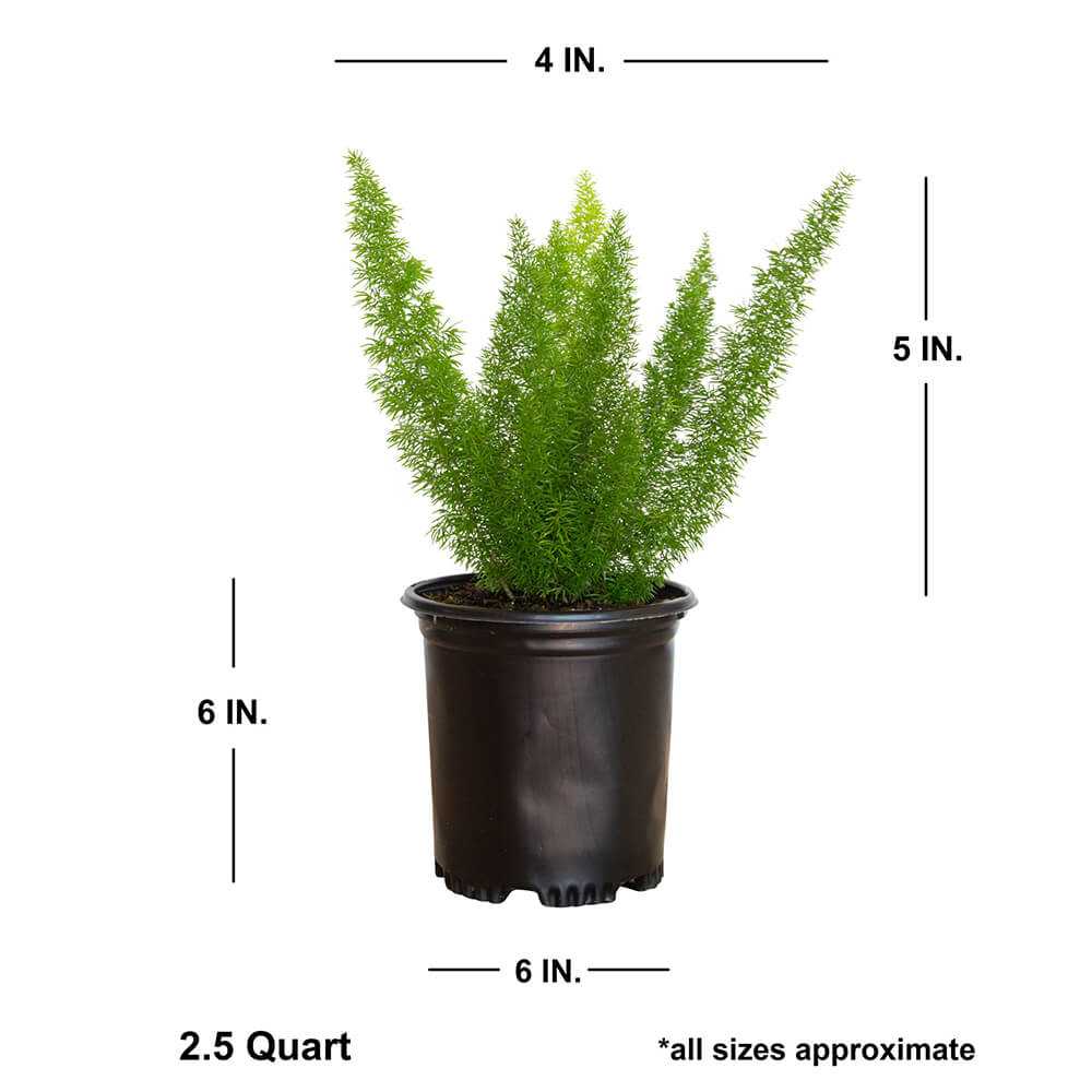Dimensions of the foxtail fern plant. Asparagus ferne