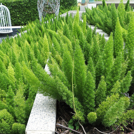 Foxtail fern planted into a terrace garden in hedge rows. Green plumes of foliage.